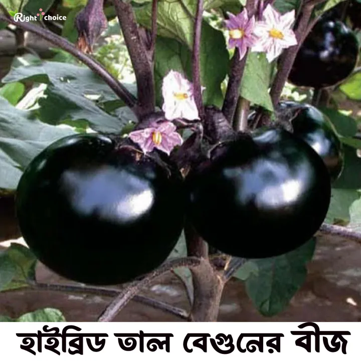 Hybrid%20Palmyra%20Eggplant%20seeds%2035%20pice%20+%20gift%20-%20Image%202