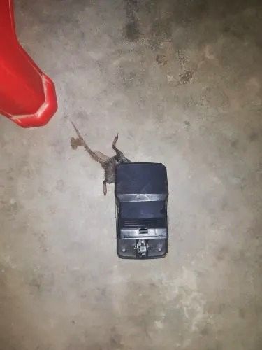 Mouse%20Traps%20Indoor%20Rat%20Trap%20For%20House%20Mouse%20Killer%20Trap%20(5%C3%973%C3%973%20inches)%20-%20Image%207