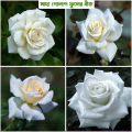 30 Pcs WhiteColour Roses Flower Seeds - 30Pcs Seeds Seeds.