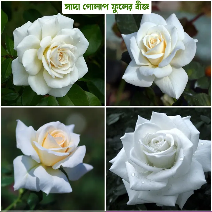 30%20Pcs%20WhiteColour%20Roses%20Flower%20Seeds%20-%2030Pcs%20Seeds%20Seeds%20-%20Image%205