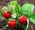 Hybrid Bari Red Strawberry -হাইব্রিড স্ট্রবেরি Imported Global Seeds - 25 Pcs Seeds Hybrid China /seeds/seed/bij. 