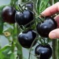 Black Color Tomato Seeds 12 Pice + gift.