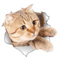 Lavish indulgent - 3D Broken hole Design Cute Cat Art 3D Wall Sticker Decal Children Room Decor 3D Cat Sticker - Sensible - Must Have. 