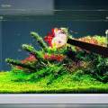 Betta Toy Betta Training Stick Betta Supplies Active Toy Aquariums Decor Betta.