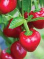 Burpee Cherry Stuffer Sweet Pepper Seeds 10 seeds. 