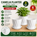 6 Inchi Camelia Planter white 3 Pcs with Tray. 