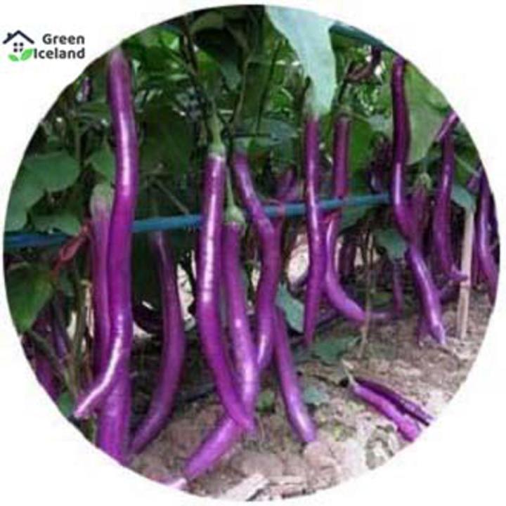 20 Piece Tall Eggple Seeds (Long Eggplant Seeds) of All Seasons