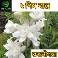 Rojonigondha Tuberose Flower Plant [2 Piece Bulb] MI's Plants. 