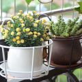 Iron Hanging 8 Inchi Flower Pot Holder Balcony Flower Pot Holder Round Metal Planter for Indoor Outdoor Garden Patio Fence. 