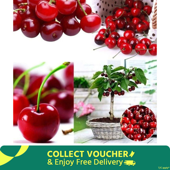 All Season Sweet Red Cherry Bonsai Seeds - 5 Piece Seeds