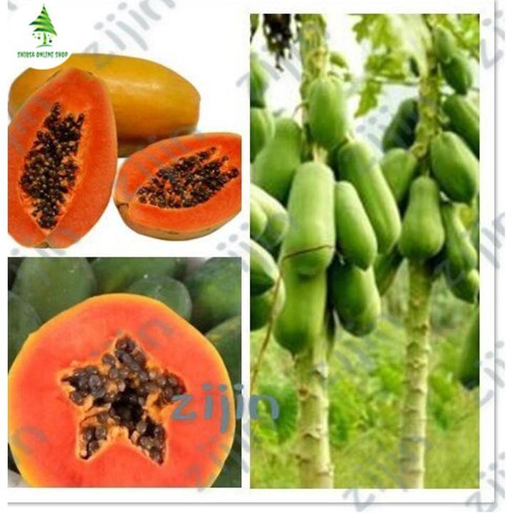 Organic%20Hybrid%20Papaya%20Seeds%20-%2020+%20Pcs%20Seeds%20-%20Image%204
