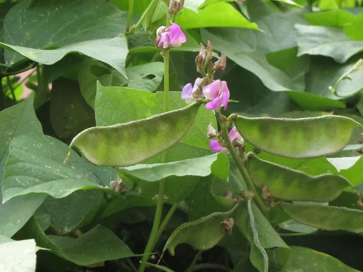 Fresh%20hybrid%20seeds%20flat%20beans%20(sim)%2025%20pice.%20-%20Image%207