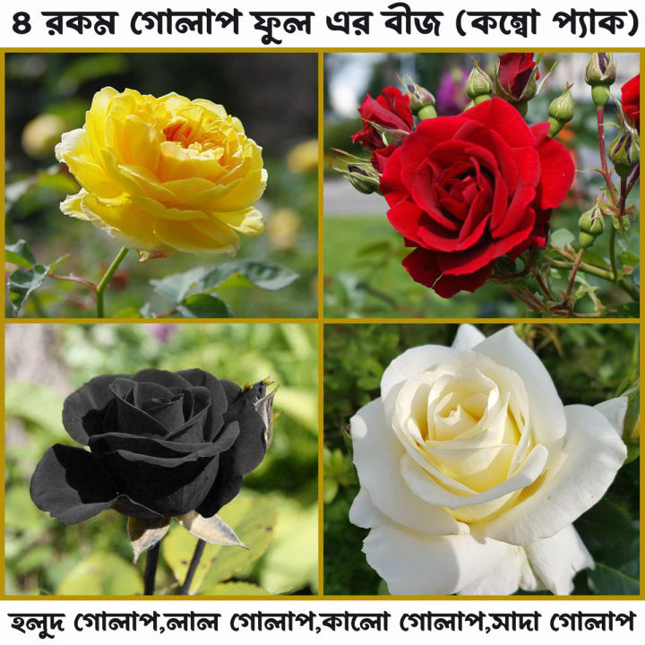 Multicolor Rose Flowers Seeds 10 Pice + Gift