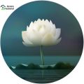 Thai All Season White Lotus Flower / Water Lily SeedS - 5 Pcs SeedS*.