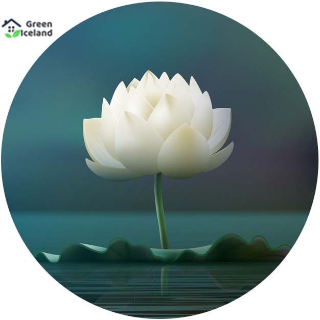 %C2%A0Thai%20All%20Season%20White%C2%A0Lotus%20Flower%20/%20Water%20Lily%20SeedS%C2%A0-%205%20Pcs%20SeedS*%20-%20Image%202