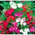 দোপাটি / Balsam Flower Seed - 20/40 pcs Mixed Colo For All Season Imported Hybrid Seed - দোপাটি ফুলের বীজ মিক্সড কালার.