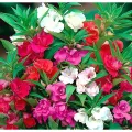 দোপাটি ফুলের বীজ- ১৫ টি - Balsam Flower Mix Color. 