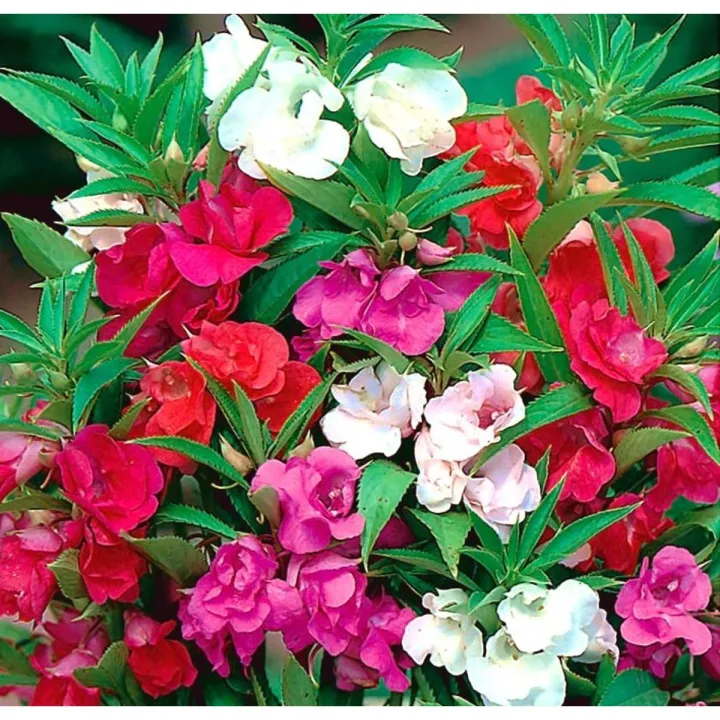 দোপাটি ফুলের বীজ- ১৫ টি - Balsam Flower Mix Color