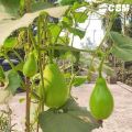 Bindu Lau (15 Seeds) - F-1 Hybrid Bottle Gourd Seeds - বিন্দু লাউ. 