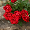 Rose Bonsai Miniature Rose bonsai A Little Cute Plants For Miniature Garden Plant Potted Gift Flower plant & seeds (বীজ). 