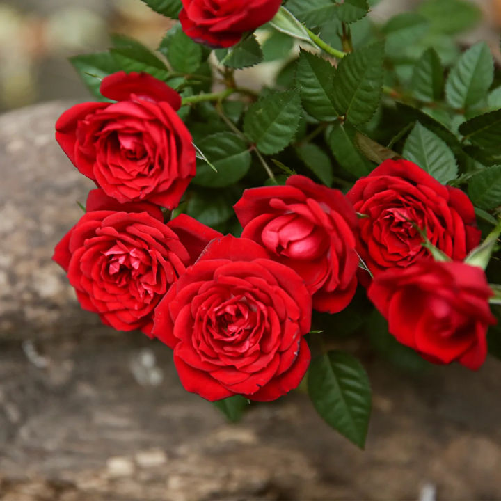 Rose%20Bonsai%20Miniature%20Rose%20bonsai%20A%20Little%20Cute%20Plants%20For%20Miniature%20Garden%20Plant%20Potted%20Gift%20Flower%20plant%20&%20seeds%20(%E0%A6%AC%E0%A7%80%E0%A6%9C)%20-%20Image%202