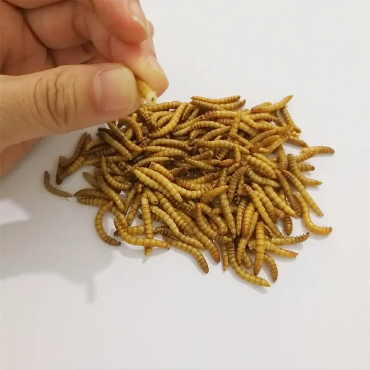 %E3%80%90Nice%20Day%20Toy%20Findings%20Store%E3%80%91%EF%BC%88NEW%EF%BC%8910g/50g%20Freeze-dried%20Mealworm%20Nutritious%20Protein%20Farm%20Accessories%20Anthill%20Workshop%20Pet%20Hamster%20Fish%20Bird%20Snack%20Food%20-%20Image%203