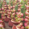 Red velvet dragon Fruit tree 1pic.