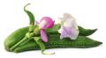 Highly Vital - Hybrid kidney bean (Simer Bij) seeds 1 intake packet (05 gram) - Tools, DIY & Outdoor - Modern and Trendy. 