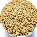 Polar Chal er Dhan (Chinigura Paddy) - 5kg. 