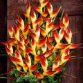 Heliconia Rostrata Flower Seeds (Crab Claws, Hanging Heliconia) - 10 Pcs Seeds.