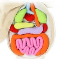 Halloween 3D Organ Stuffed Toy Body Structure Puzzle Doll Soft Plush Doll Physiological Educational Toy For Kids Home School TeachingDolls Accessories. 