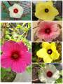 Mesta Joba Flowers Seeds 15 Pis (Multicolor Flowers Seeds). 
