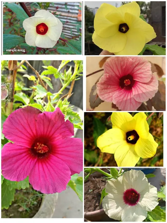 Mesta%20Joba%20Flowers%20Seeds%2015%20Pis%20(Multicolor%20Flowers%20Seeds)%20-%20Image%207