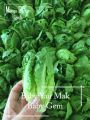 *Easy* Baby Gem Yau Mak Lettuce Seeds - 200 Seed *Pot Friendly* Tanam Pasu, Sayur Kecil, Small Gem Little Gem - Mango Garden. 