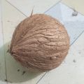 Dry Coconut Seed 1 peices 800gm-1000gm Big size. 