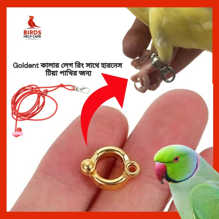 Ringneck%20Parrot%20China%20Ring%20&%20Harness%207mm%20Ring%20Combo%20-%20Image%202