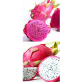 Dragon fruit tree  1pich white. 