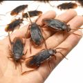 05 piece Funny Trick Joke Toys 4*1.8cm Model Simulation Fake Rubber Cockroach Cock Roach Bug Roaches Toy Prank. 