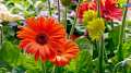 জারবেরা Beautiful Gerbera Daisy Flower Seeds - 10 + Pcs Seeds.