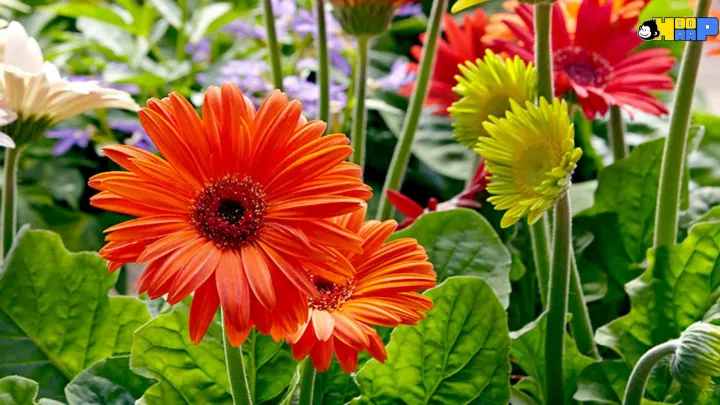 %E0%A6%9C%E0%A6%BE%E0%A6%B0%E0%A6%AC%E0%A7%87%E0%A6%B0%E0%A6%BE%20Beautiful%20Gerbera%20Daisy%20Flower%20Seeds%20-%2010%20+%20Pcs%20Seeds%20-%20Image%205