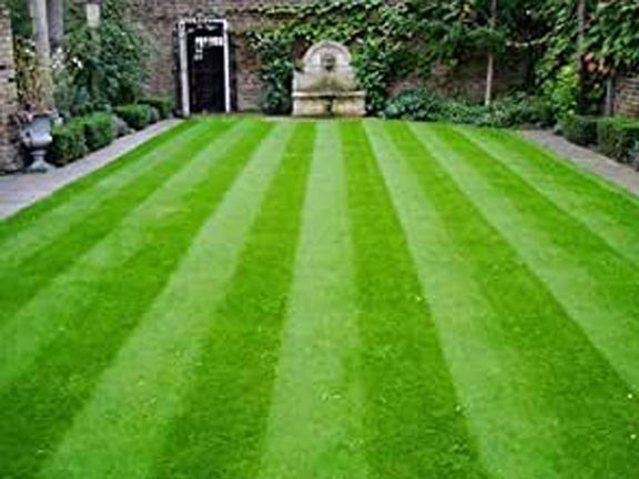 Lawn%20Grass%20(%E0%A6%95%E0%A6%BE%E0%A6%B0%E0%A7%8D%E0%A6%AA%E0%A7%87%E0%A6%9F%20%E0%A6%98%E0%A6%BE%E0%A6%B8)%20Seed/%E0%A6%AC%E0%A7%80%E0%A6%9C-%20200%20Pcs%20Seeds%20-%20Image%204