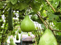 Hybrid Round Bottle Gourd/ Lau Seeds Re-packed-10 pc Seeds + Gift. 