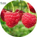 Giant Red Raspberry Fruit Tree Seeds - 100 Pcs Seeds. 