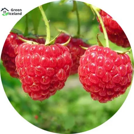 Giant%20Red%20Raspberry%20Fruit%20Tree%20Seeds%20-%20100%20Pcs%20Seeds%20-%20Image%203