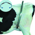 Cow anti kick lock /Anti Kick Lock 100% safe way to avoid cow kicks - Cow Anti Kick Bar. 