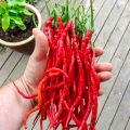 Top Selling 5 Type Hot Chili Seeds COMBO Offer. 