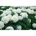 সাদা গাদা ফুল / Marigold White Color Flower Seed  - 15/30 Pcs Seed For All Season Imported Hybrid Seed. 
