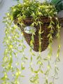 Battery Operated Vine Leaf Fairy String Light, Artificial Mehidi Pata Light for Flower Garland Hanging Plants for Indoor Use Wedding Party Decoration. 