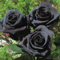 Captivating and Fresh - Rare Hybrid Black Rose Seeds 30 Piece Plus Seeds - Offering value and flexibility - Upscaled Standard.