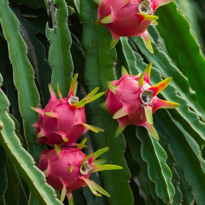 Red Dragon Tree 5 pcs For Home Gardening - Cutting of Dragon Fruit Plant